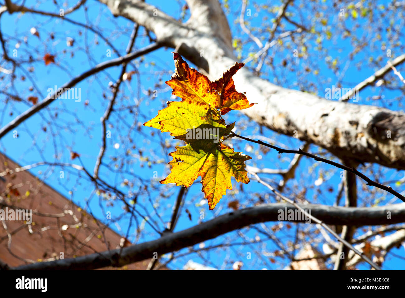 in a park the leaves of autumn like nature concept and background Stock ...