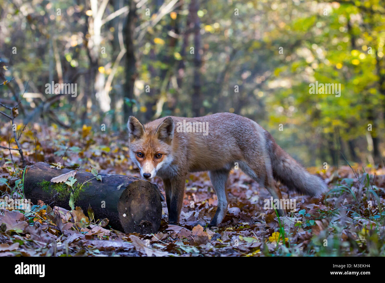 Red Fox in the autumn forest Stock Photo