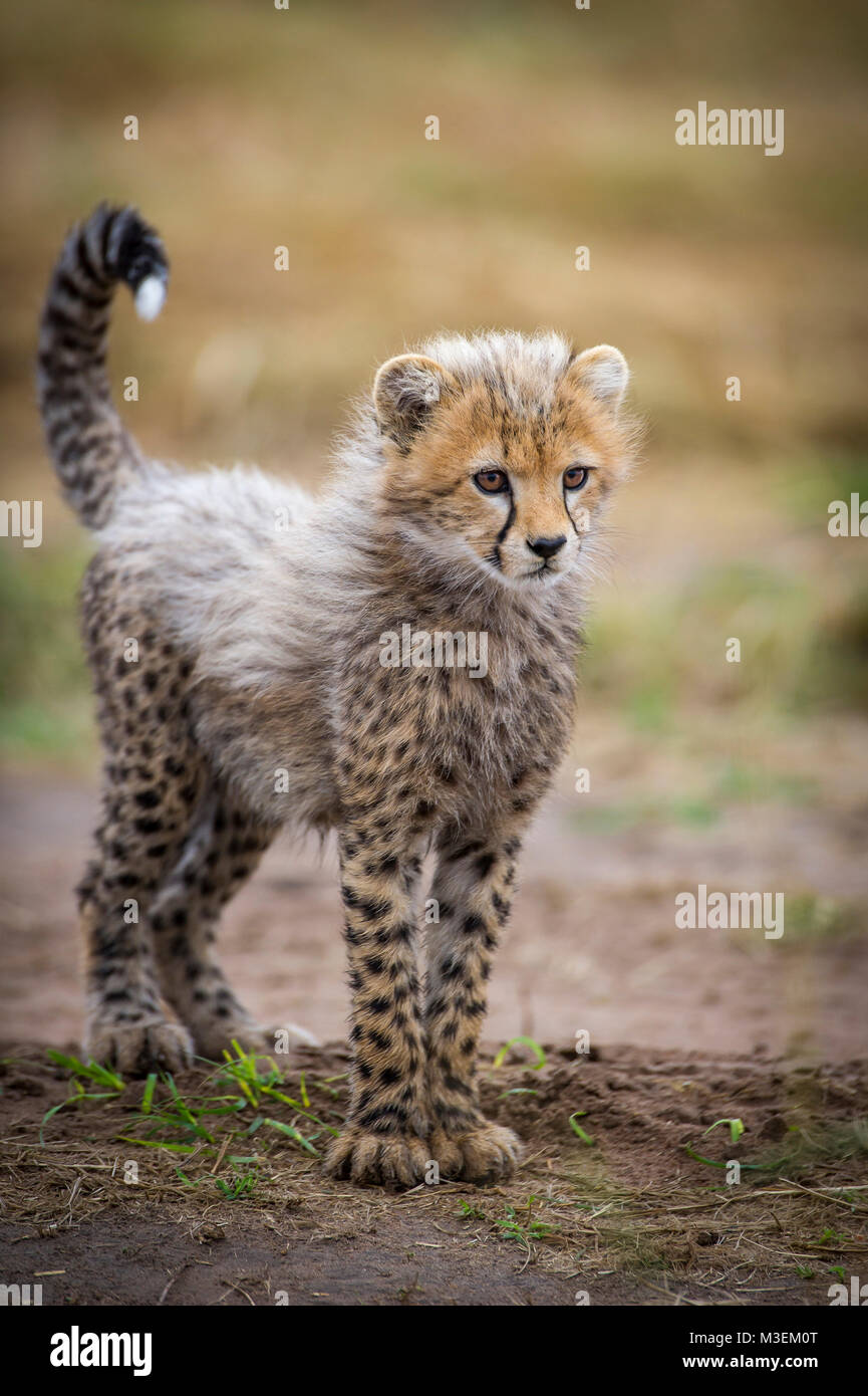 Cheetah cub Stock Photo