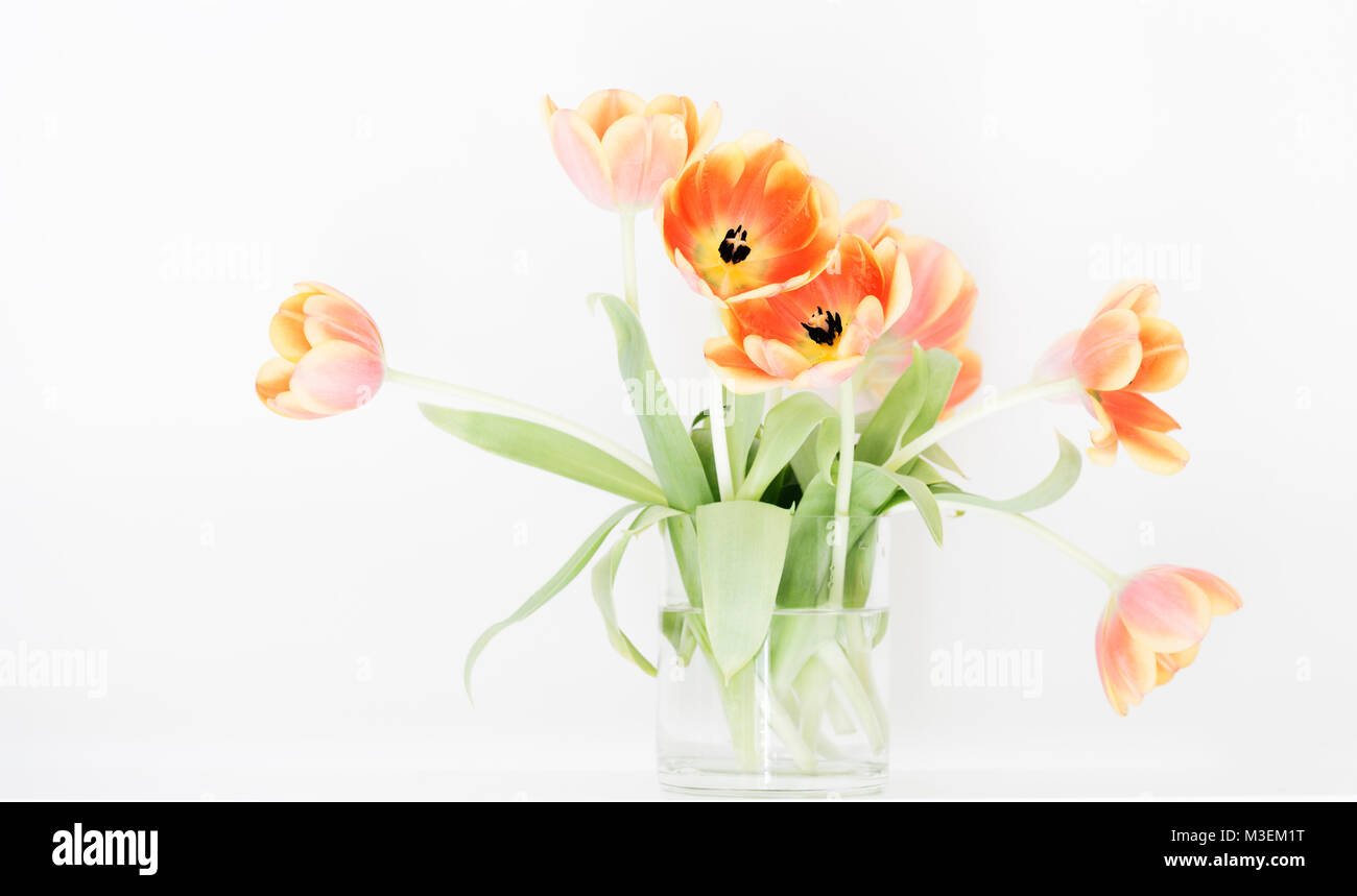 A glass vase of vibrant, orange tulips set against a bright white background. Stock Photo