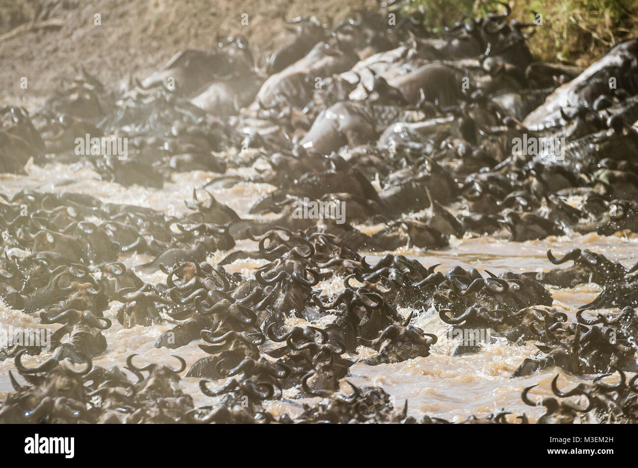 A mass of wildebeest crossing through the Mara River during the Great Migration. Stock Photo