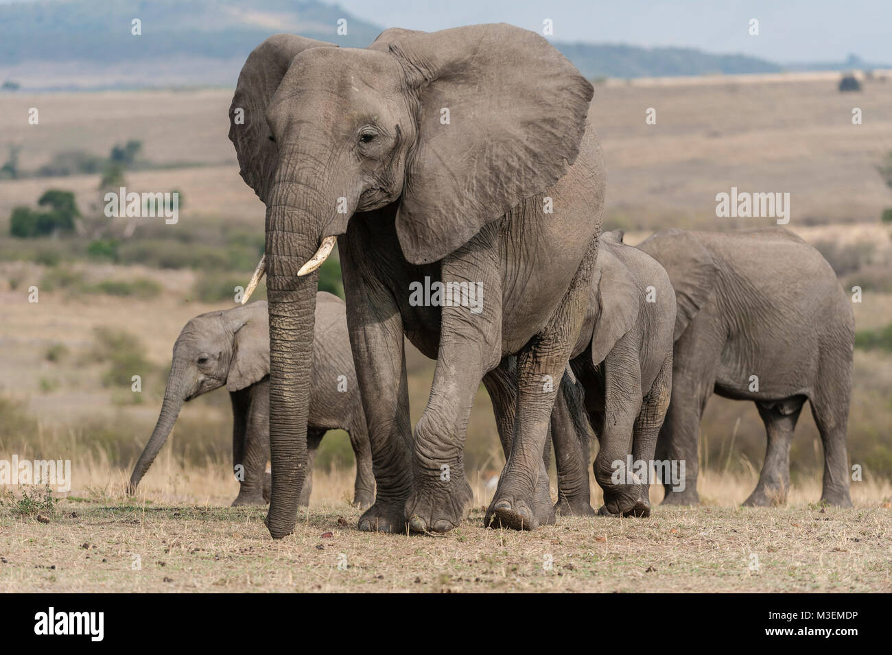 A small family herd of elephants on the plains of the Maasai Mara, Kenya. Stock Photo
