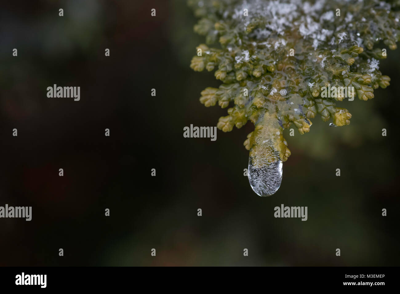 crystal clear ice drop with air bubbles inside on the tip of a hinoki cypress branch with room for text to the left Stock Photo