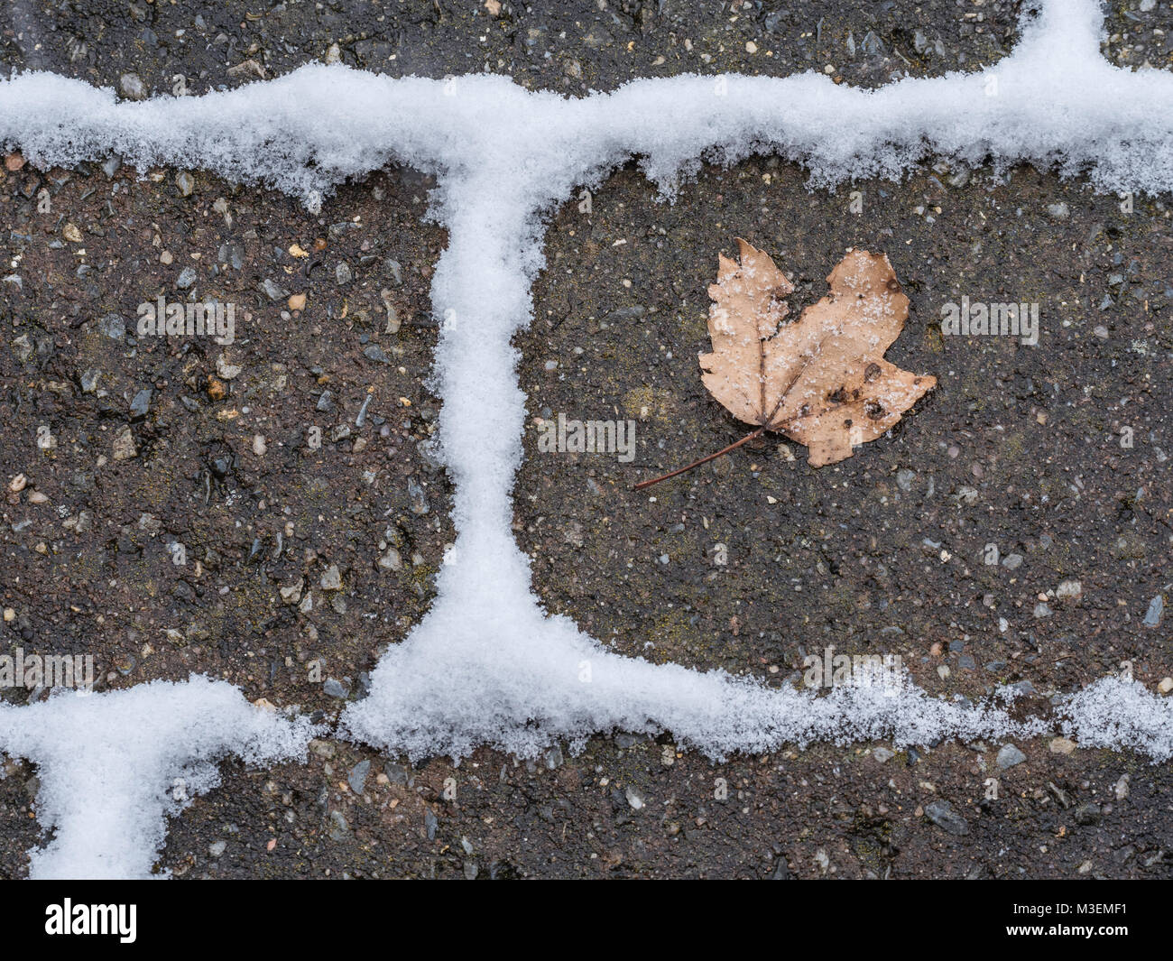 dry leaf laying on paving bricks with snow accumulated in the space between the bricks Stock Photo