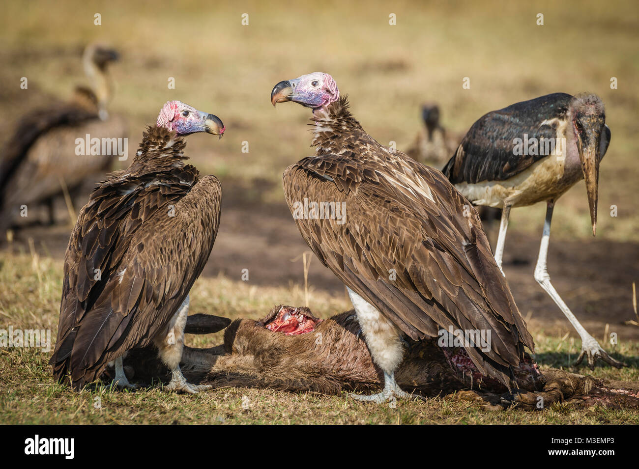 A pair of lappetfaced vultures share the remains of a kill. Stock Photo