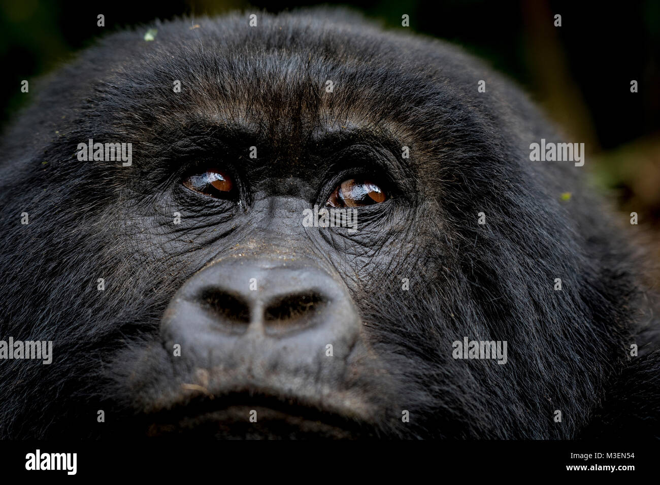 A silverback mountain gorilla, known as Guhonda of the Sabyinyo Group, is the oldest known silverback in the wild. Born in 1971 he would have been kno Stock Photo
