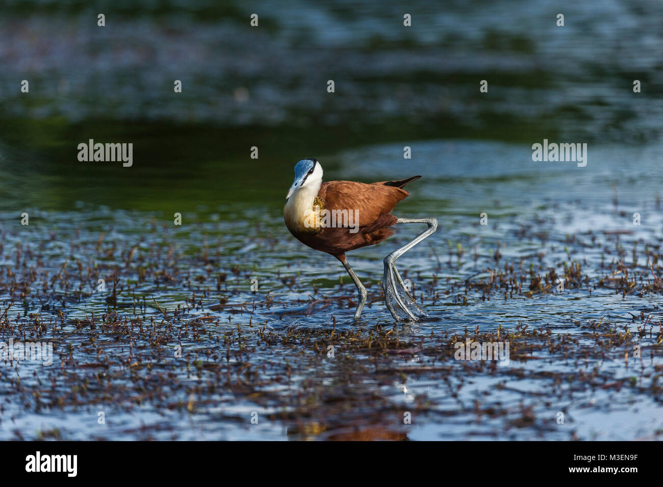 An African jacana (Actophilornis africanus) showing its long, extended toes used for distributing its weight while walking across floating lily pads. Stock Photo