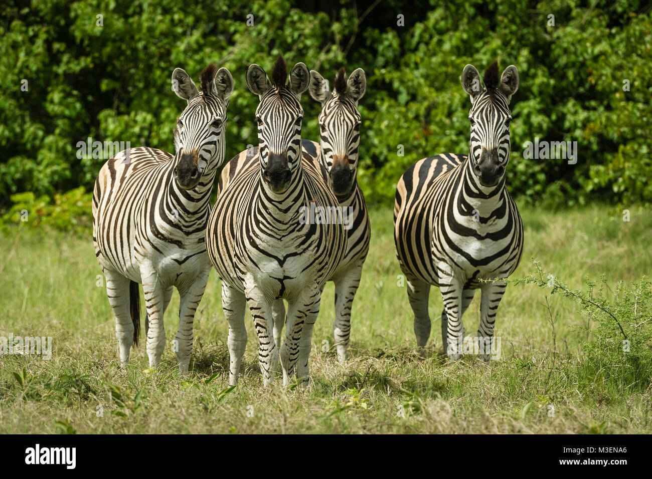 Four plain's of Burchell's zebras (Equus b. quagga) standing facing the camera. Okavango Delta, Botswana. Stock Photo