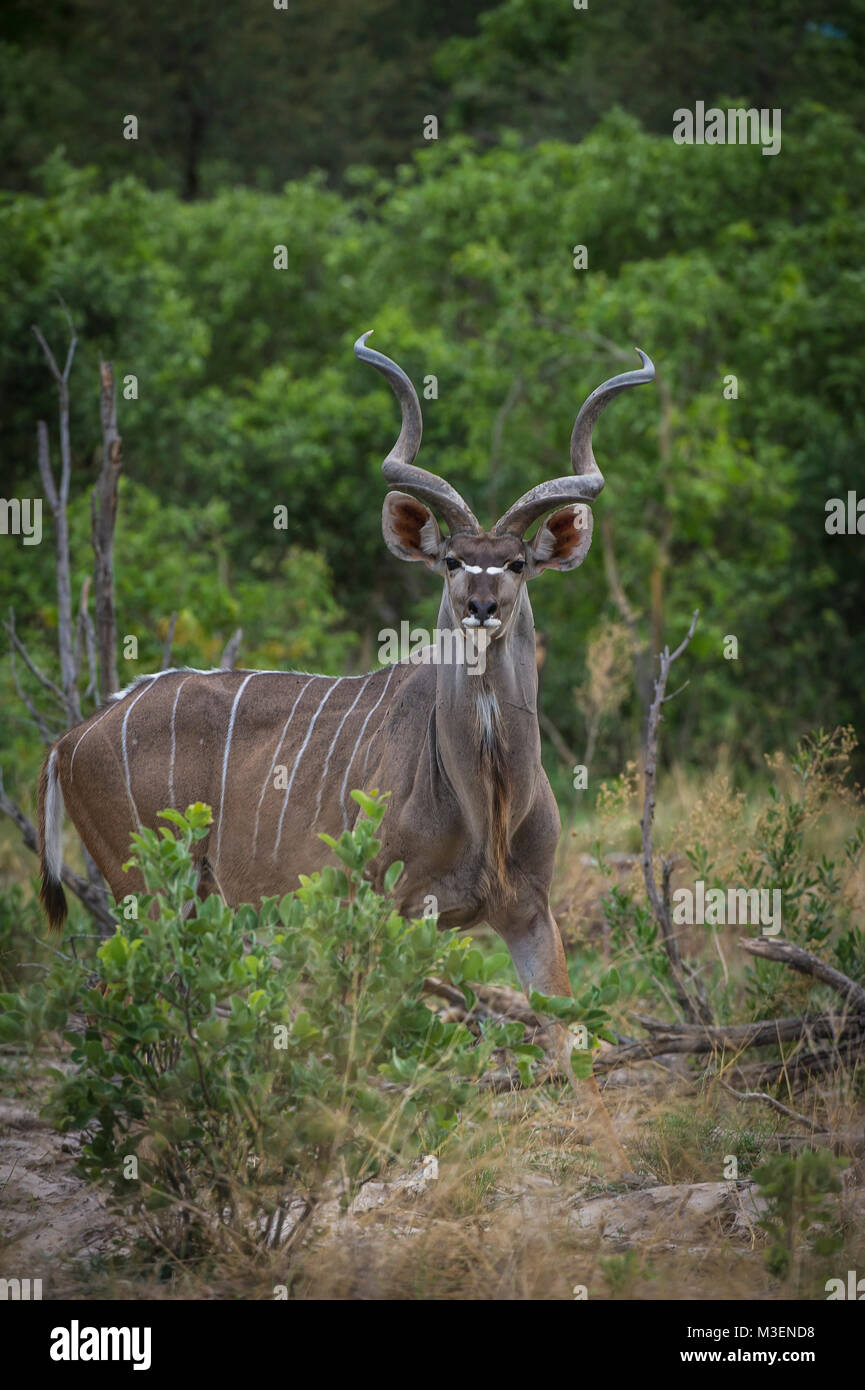 Greater kudu bull facing camera, portrait format. Okavango Delta, Botswana. Stock Photo