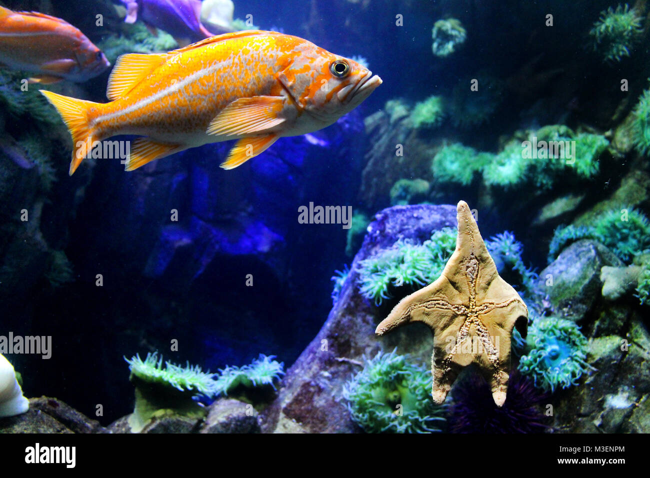 Orange beautiful fish in aquarium tank Stock Photo