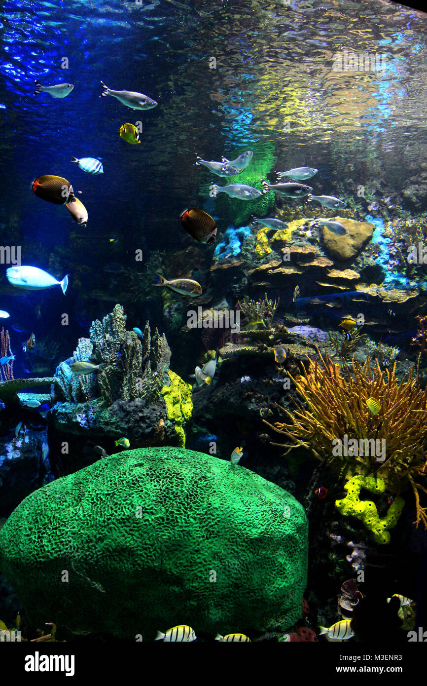Diversity of fish species in deep blue underwater Stock Photo