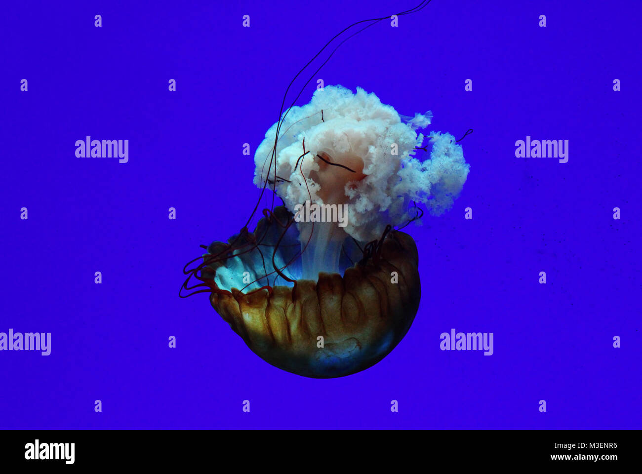 Isolated Jellyfish in deep blue water Stock Photo - Alamy