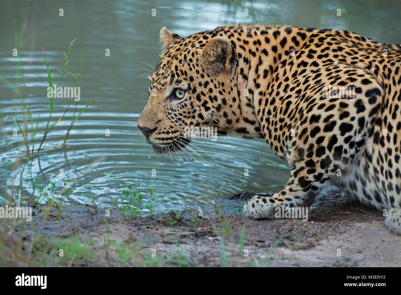 Male leopard drinking Stock Photo