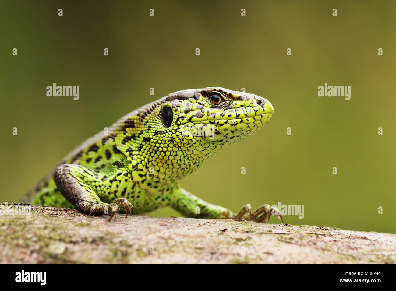 portrait of curious sand lizard on a wooden stump ( Lacerta agilis ); wild reptile basking in natural habitat Stock Photo