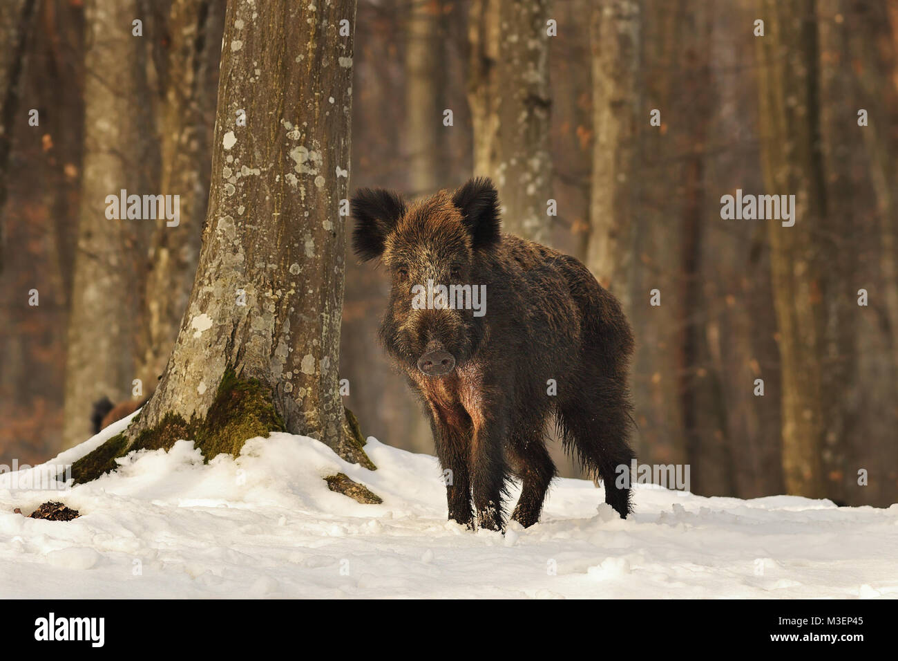 curious young wild boar in the woods, winter image ( Sus scrofa ) Stock Photo