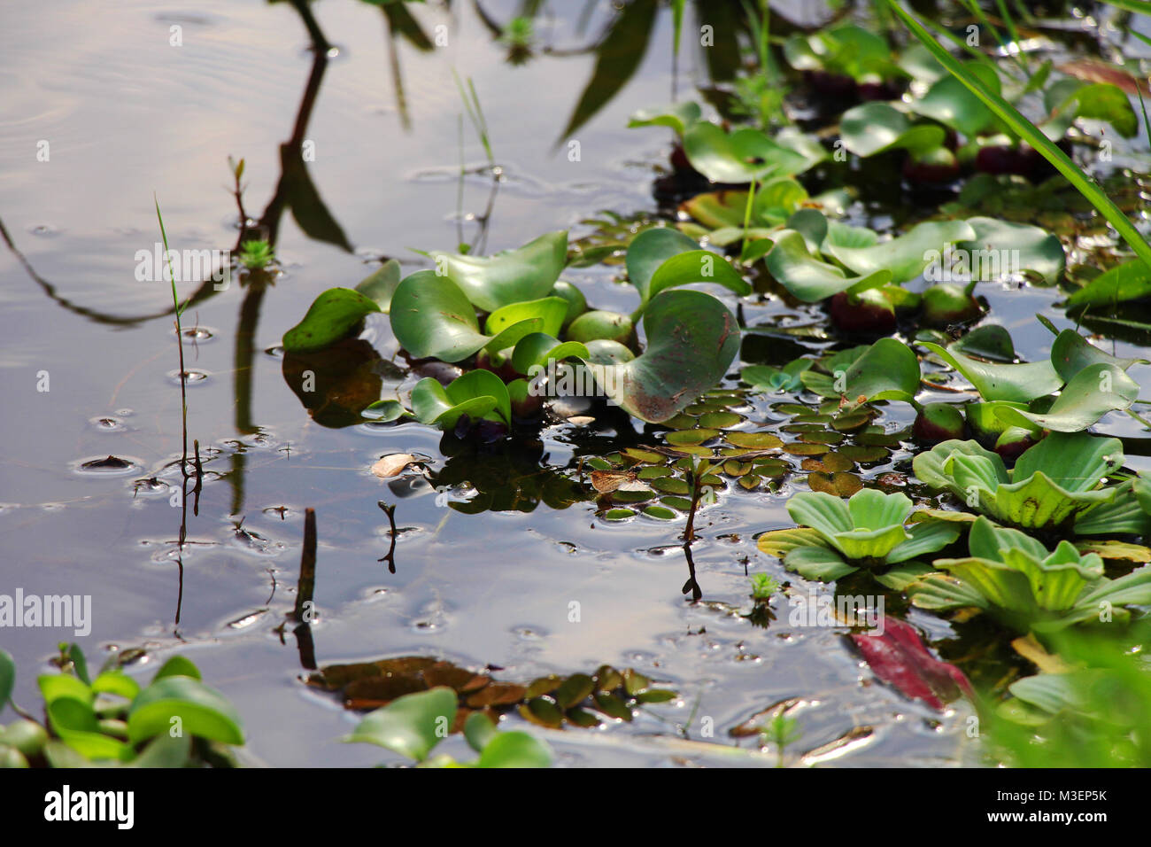 Water plants hires stock photography and images Alamy