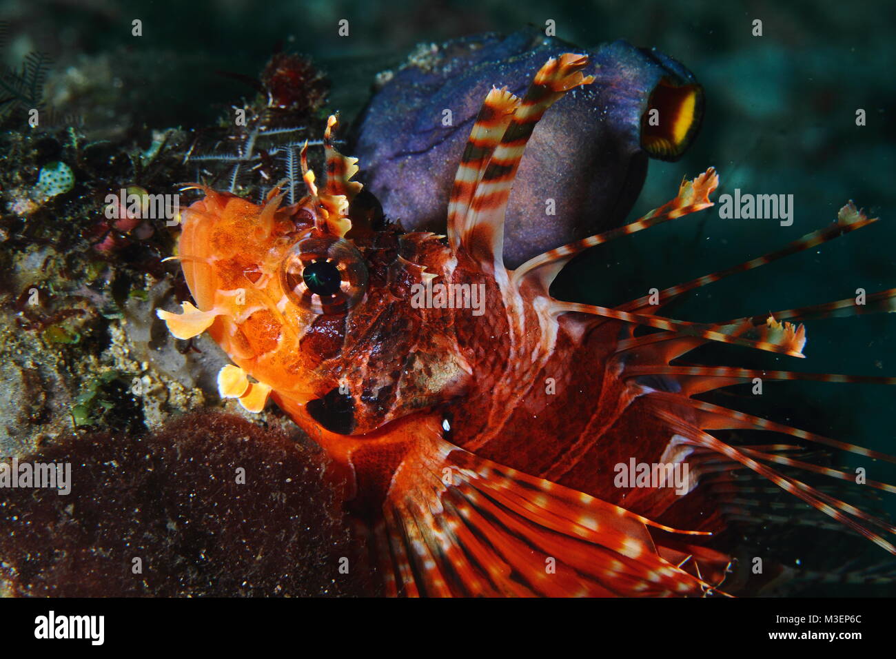 Red Lionfish, Pazifischer Rotfeuerfisch, Pterios volitans, Padang Bai, Bali, Indonesia Stock Photo