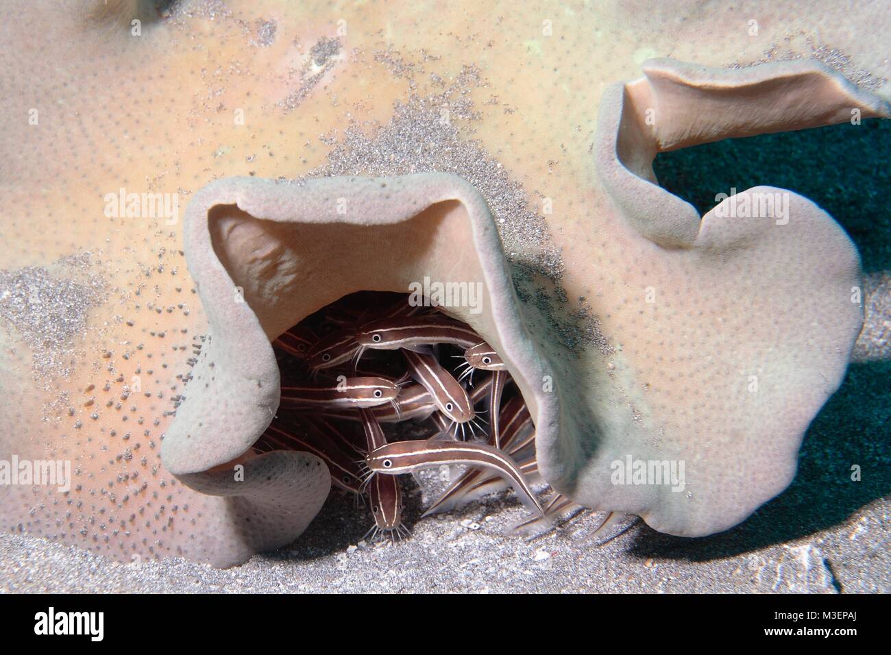 Striped Catfish hiding under a coral, Plotosus lineatus, Padang Bai, Bali, Indonesia Stock Photo