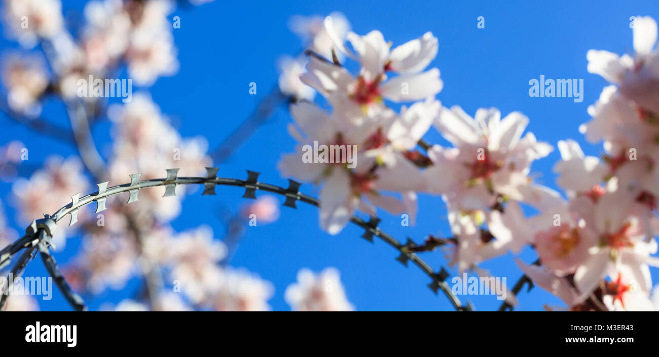 Freedom concept. Wire barbed fence and blur almond tree blossoms on blue sky background, springtime Stock Photo