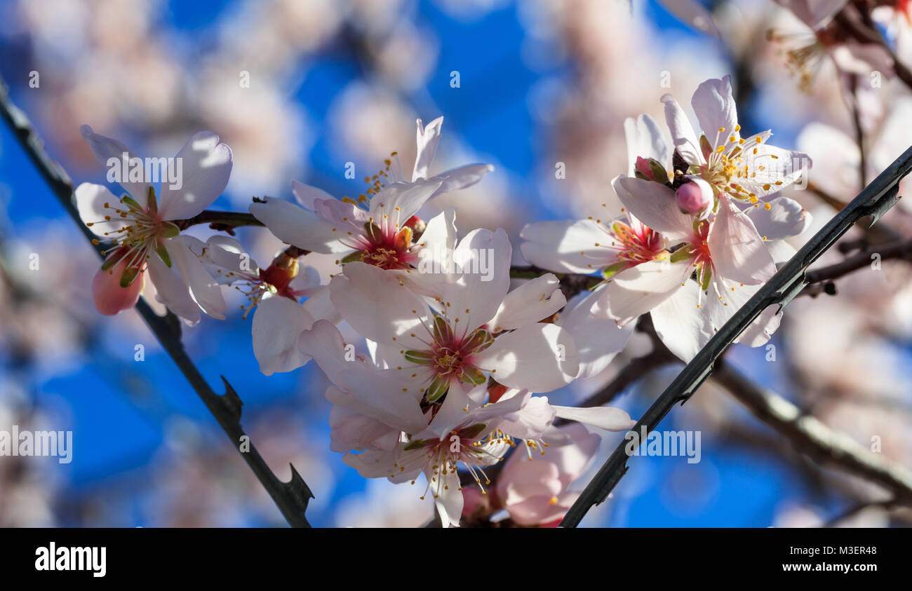 Freedom concept. Wire barbed fence and almond tree blossoms on blue sky background, springtime Stock Photo