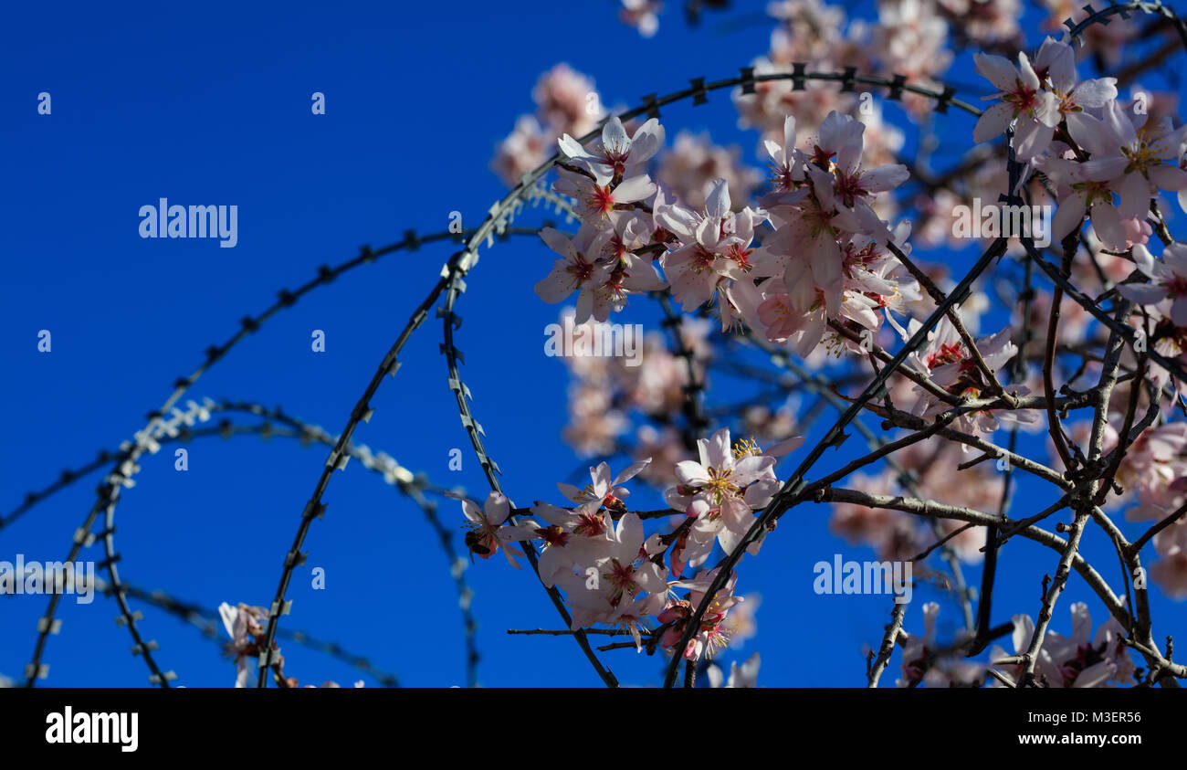 Freedom concept. Wire barbed fence and almond tree blossoms on blue sky background, springtime Stock Photo