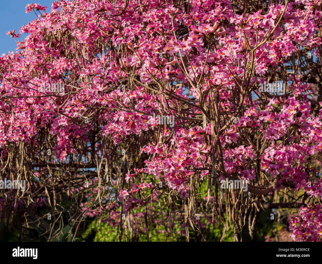 Beautiful pink flower blossom of Tabebuia rosea at Los Angeles Stock Photo