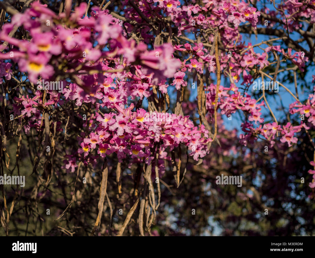 Beautiful pink flower blossom of Tabebuia rosea at Los Angeles Stock Photo