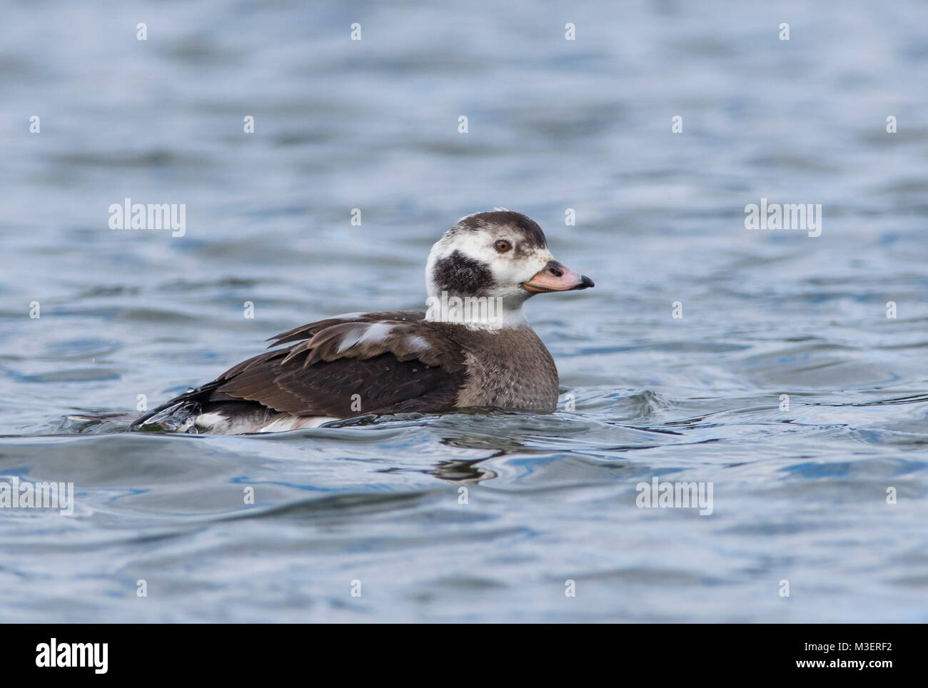 Juvenile male long tailed duck hi-res stock photography and images - Alamy