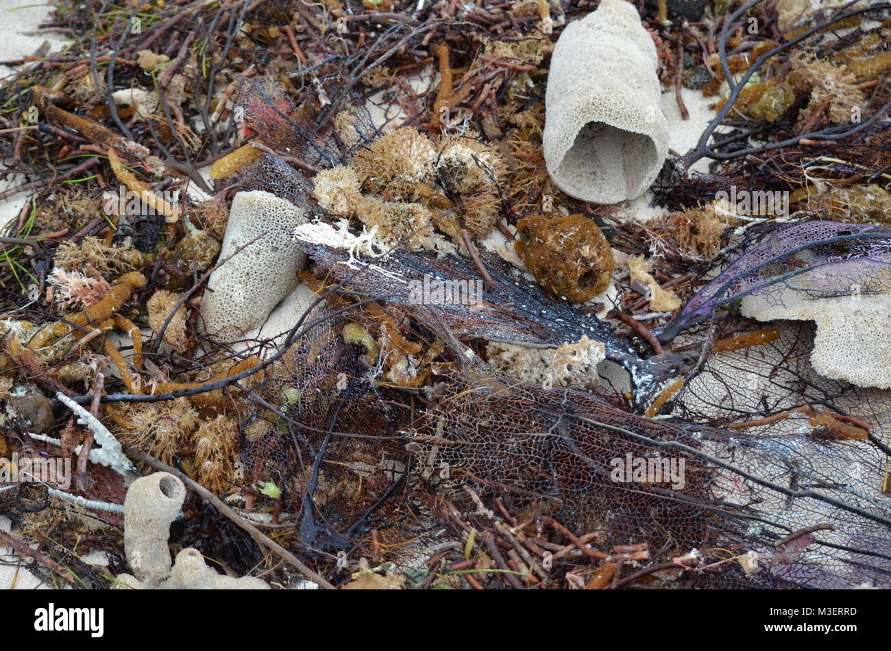 Dead Plants And Animals