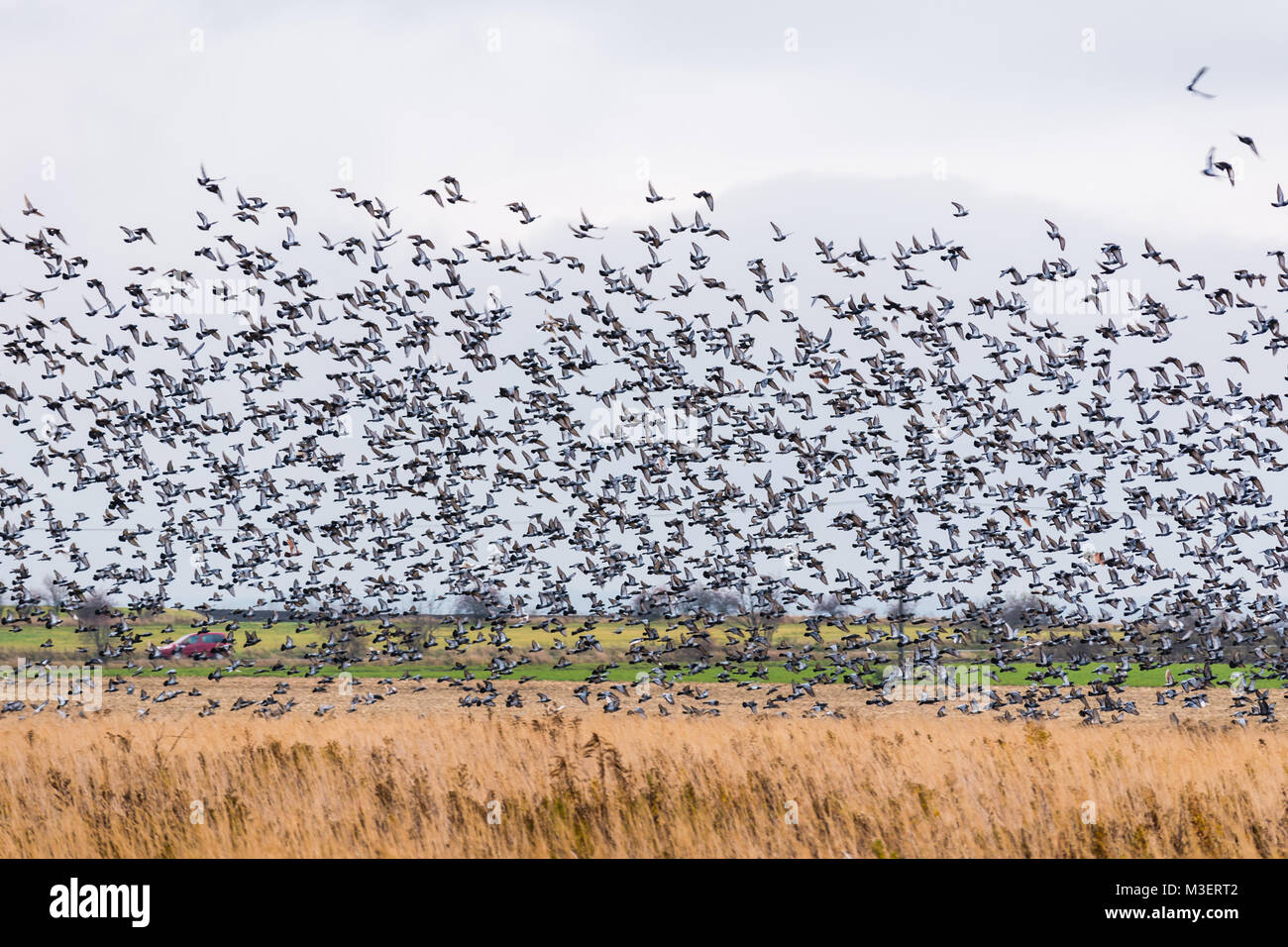 A large flock of birds lands in the field. Many pigeons. Stock Photo