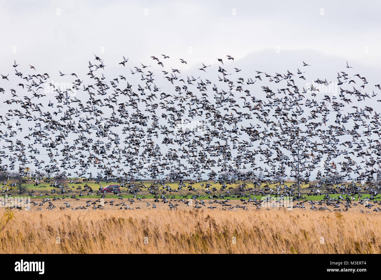 A large flock of birds lands in the field. Many pigeons. Stock Photo