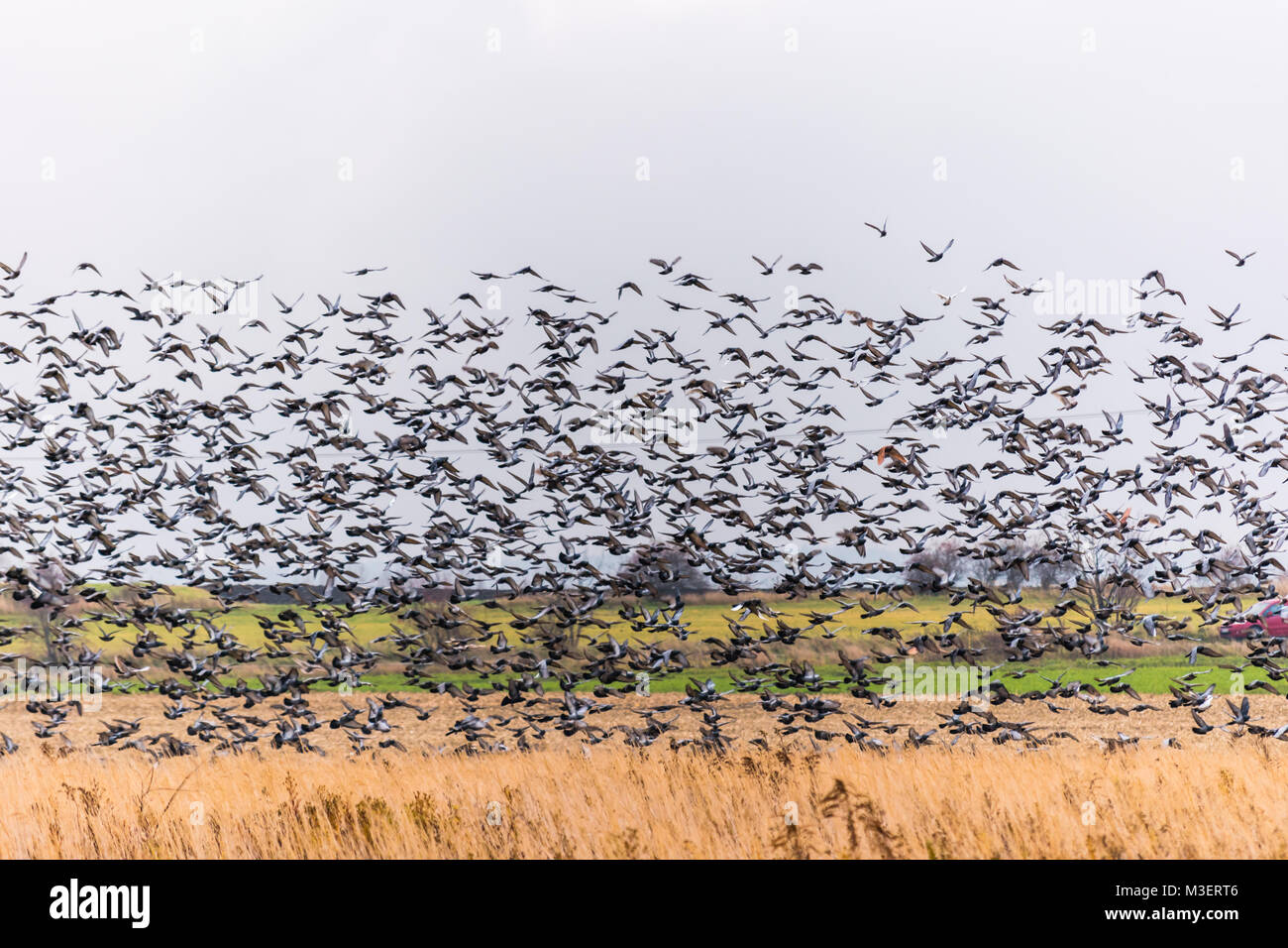 A large flock of birds lands in the field. Many pigeons. Stock Photo