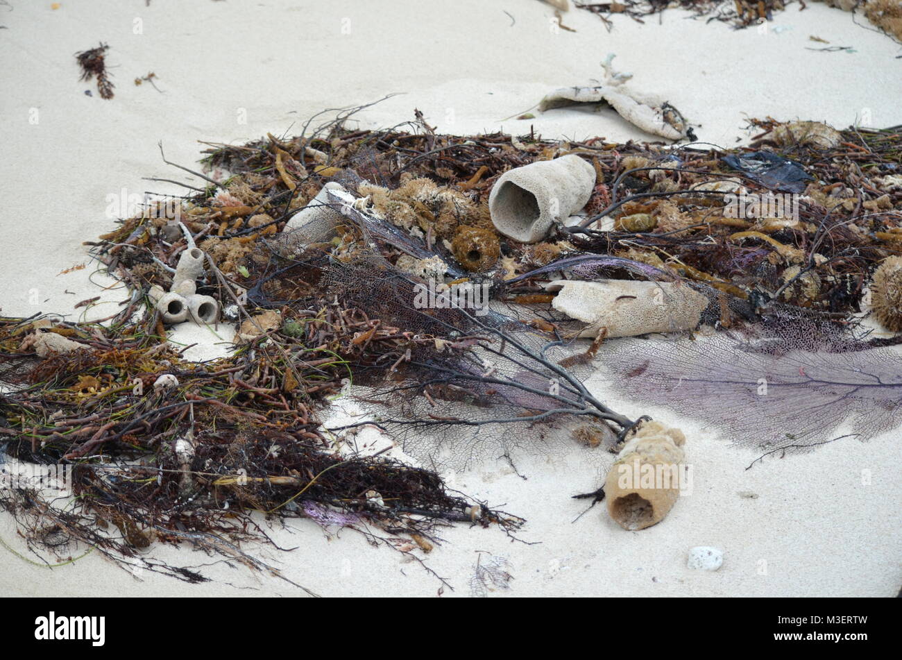 Dead Plants And Animals