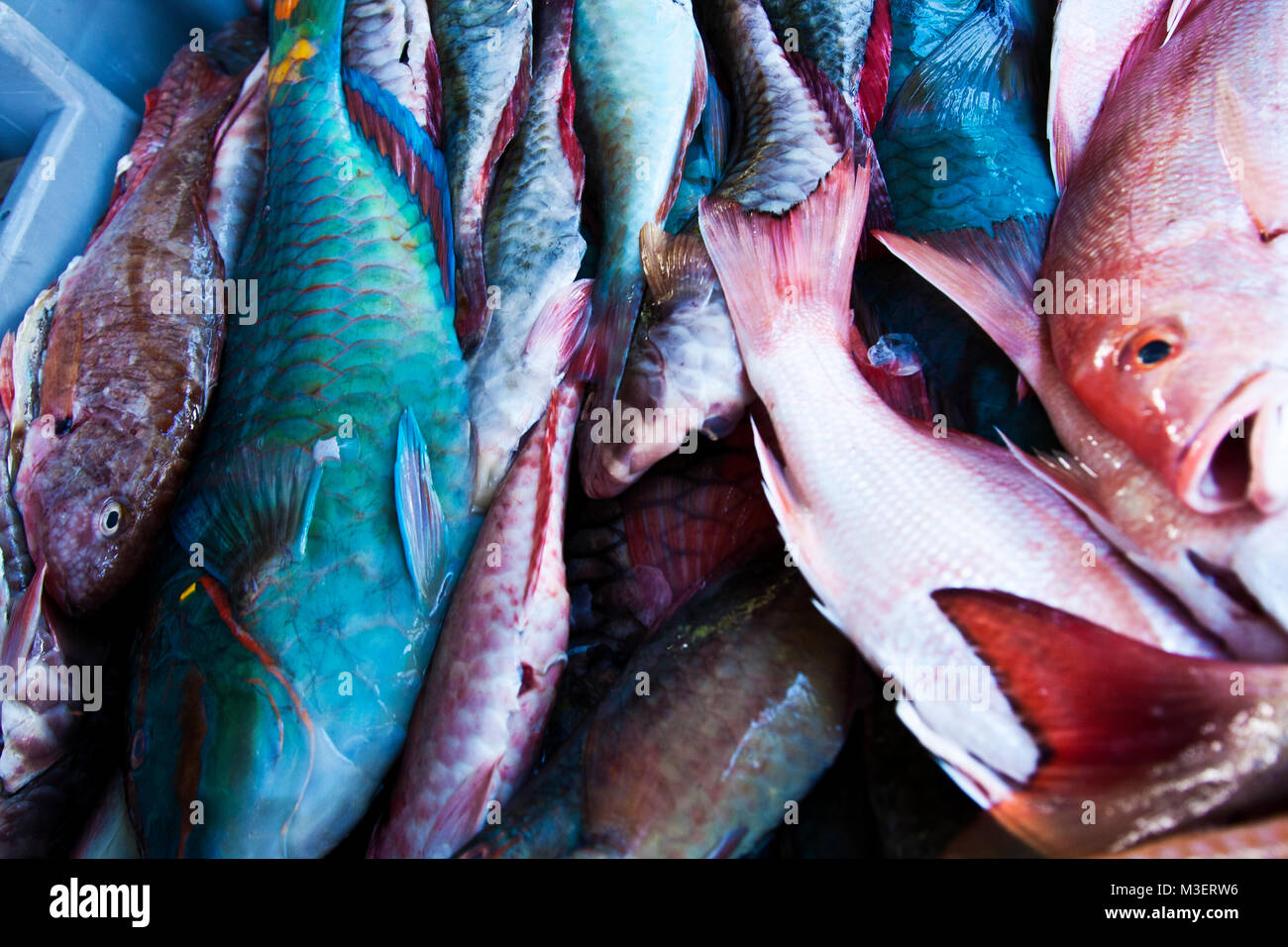 Fish Martinque Fish harvesting fish hi-res stock photography and images - Alamy