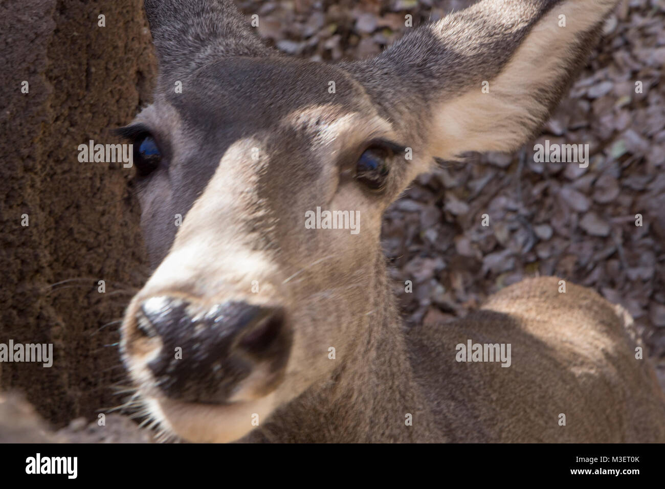 Mule deer staring at the camera Stock Photo - Alamy