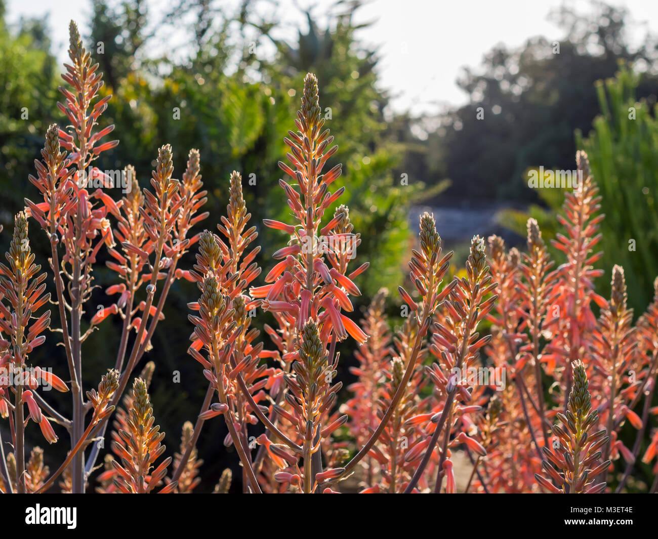 Aloe Blossom at Los Angeles County Arboretum & Botanic Garden, California Stock Photo