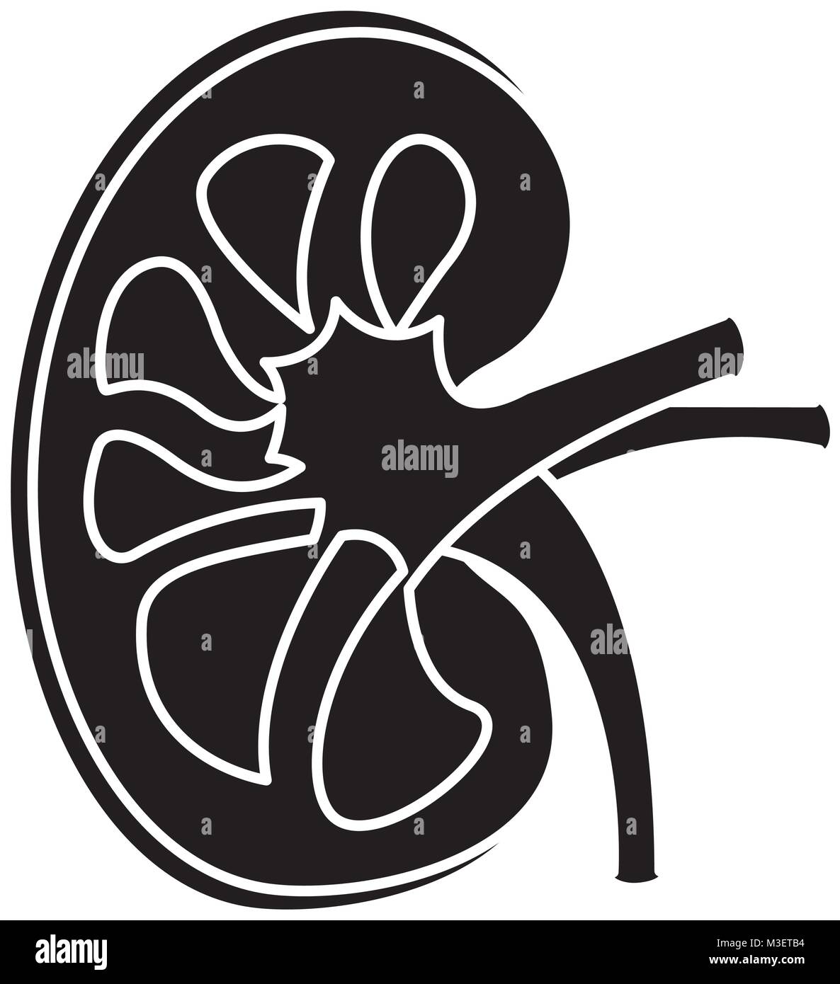kidney section artery and vein anatomy human Stock Vector Image & Art ...