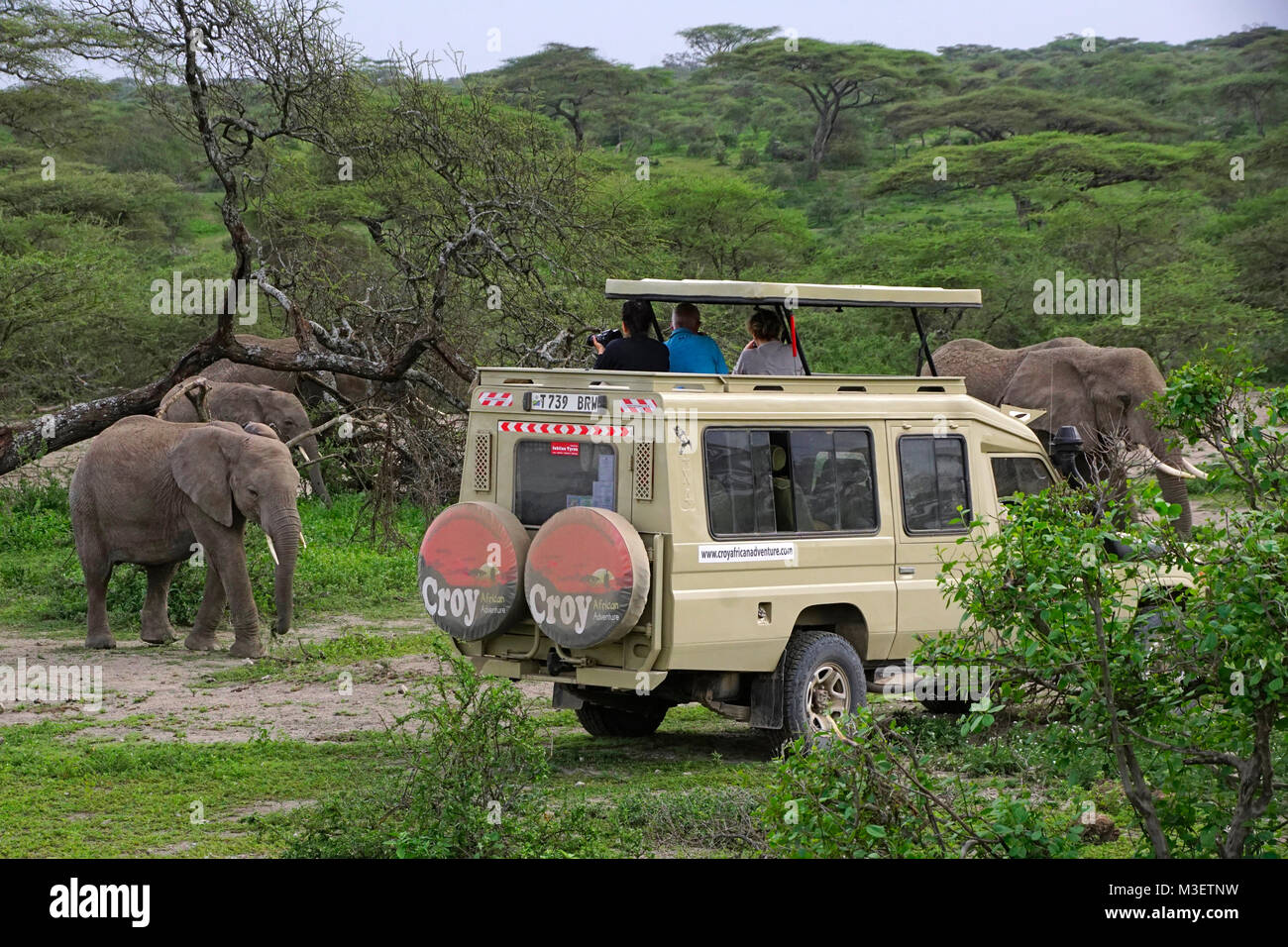 Tourists photographing elephants in Serengeti National Park, Tanzania. Stock Photo
