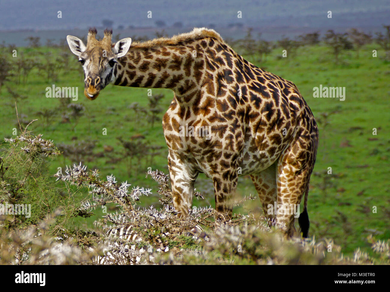 Maasai giraffe in Serengeti Plains of Tanzania. Stock Photo