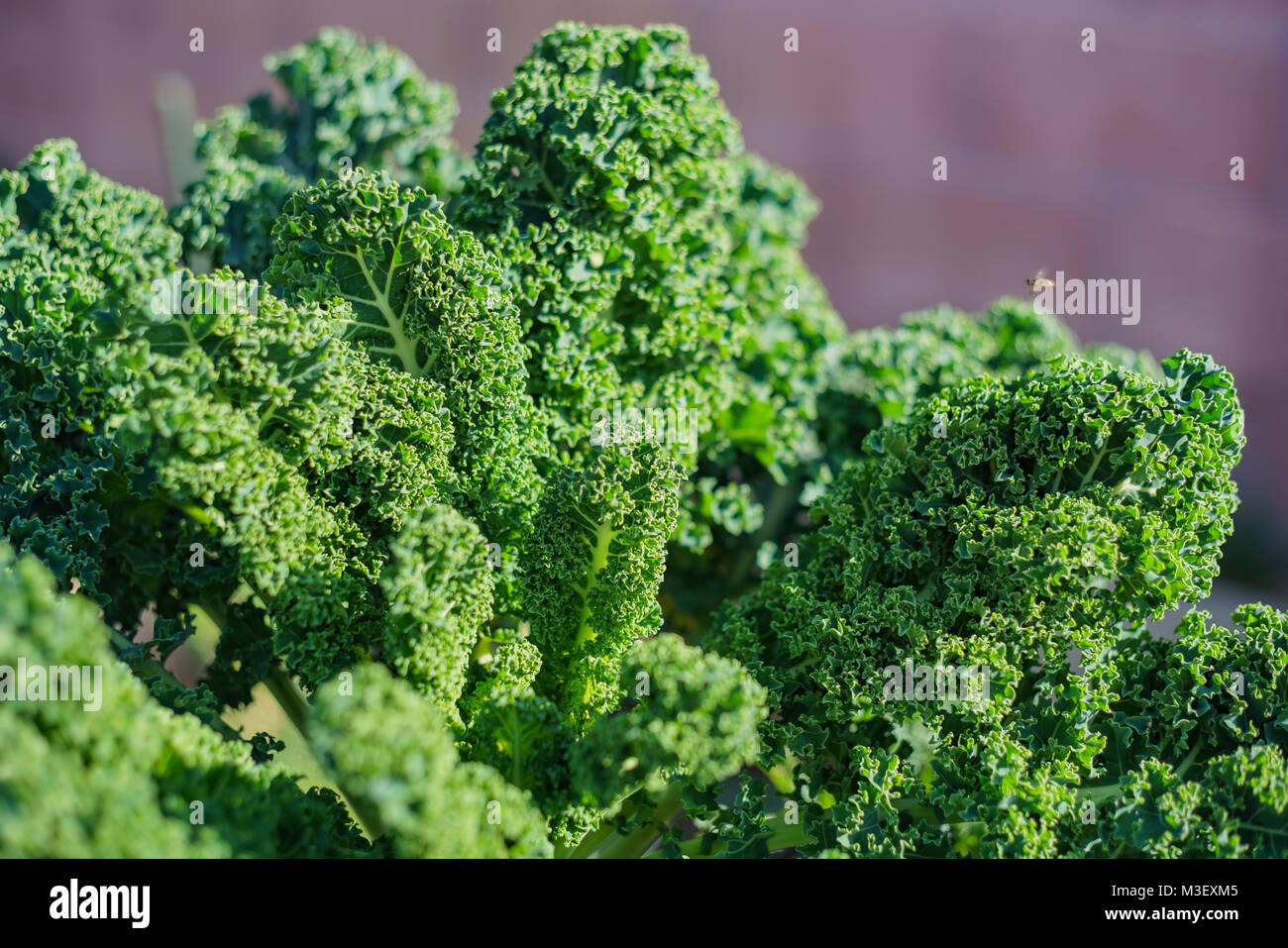 Growing kale in farm garden at Los Angeles Stock Photo
