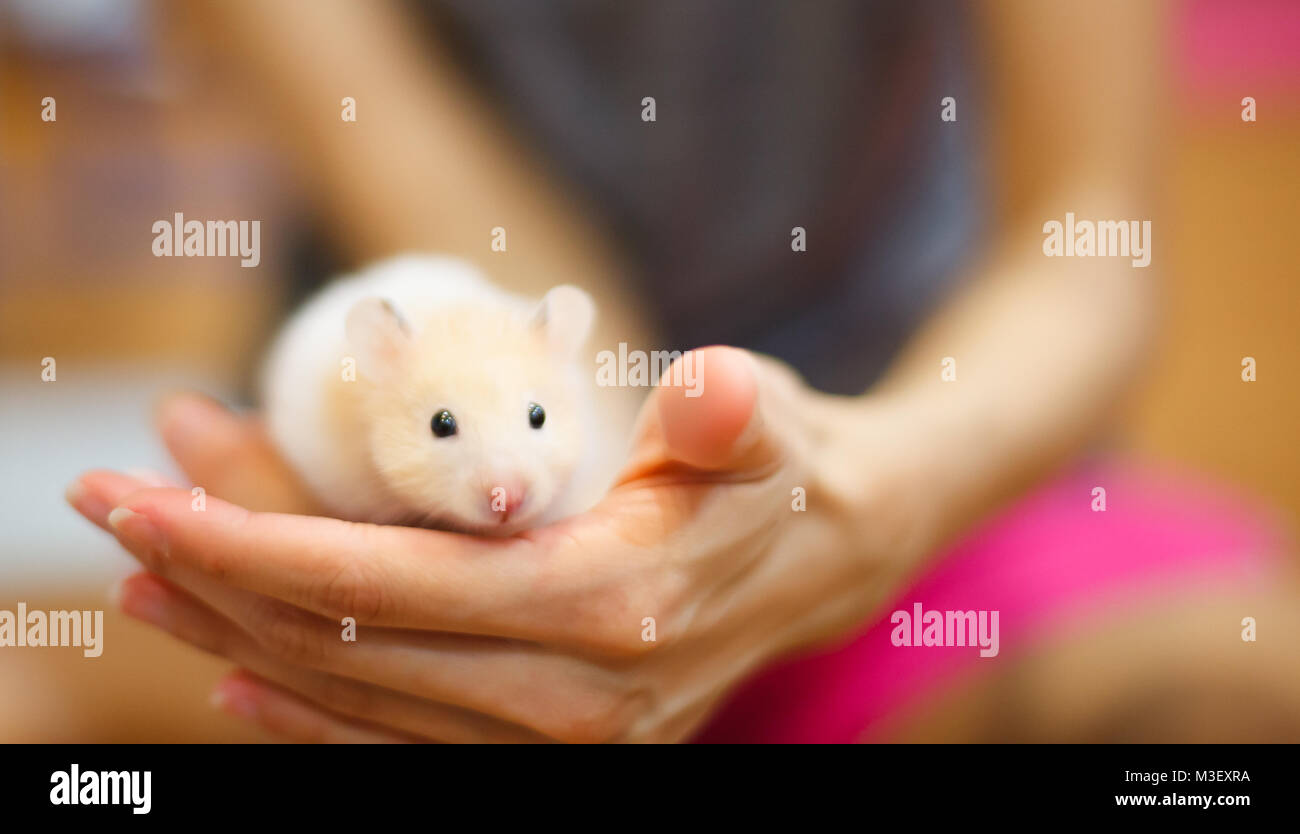 Front view of Cute Orange and White Syrian or Golden Hamster (Mesocricetus auratus) climbing on girl's hand. Taking Care, Mercy, Domestic Pet Animal C Stock Photo