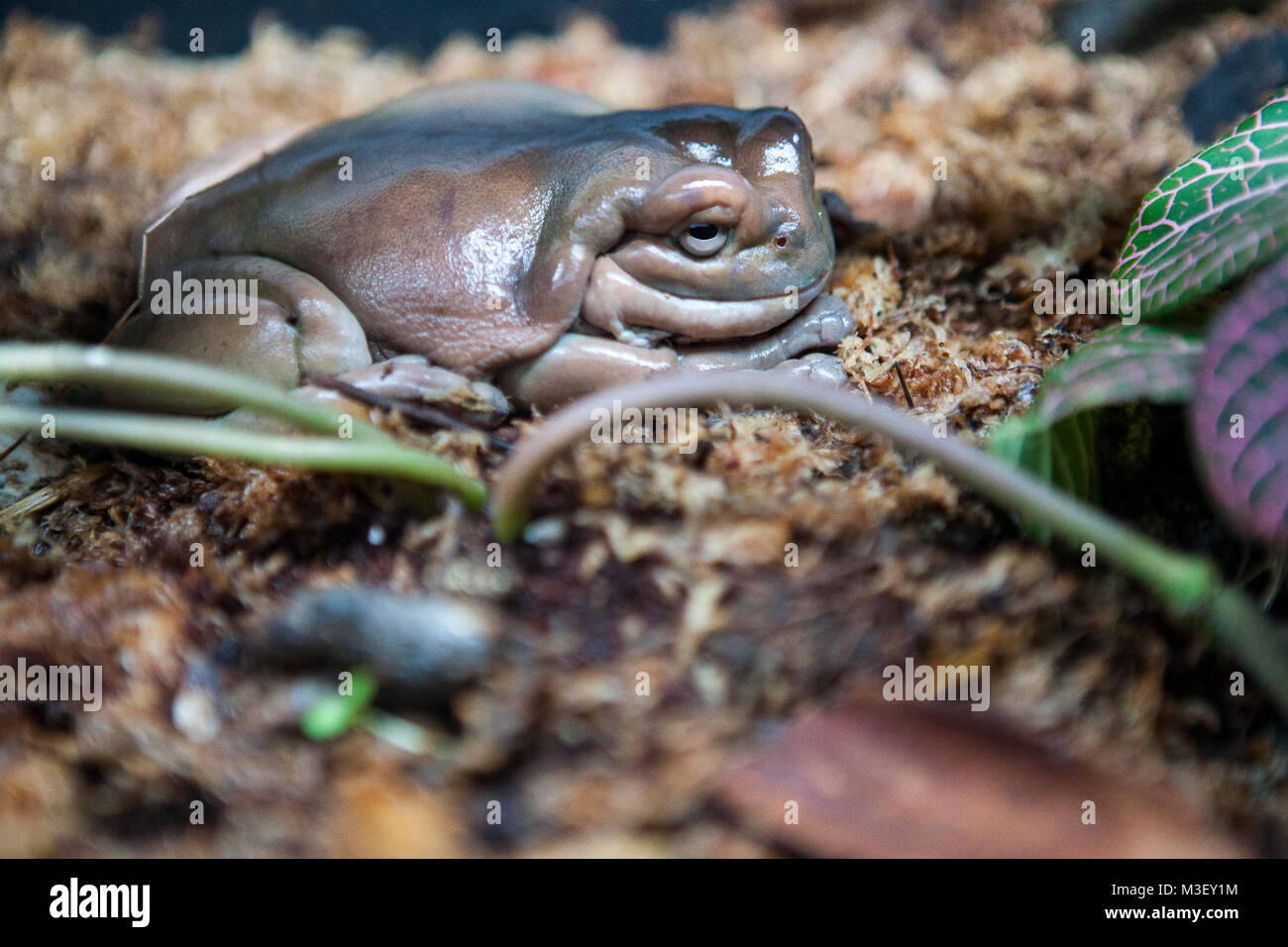 White's Tree Frog (Litoria caerulea Stock Photo - Alamy