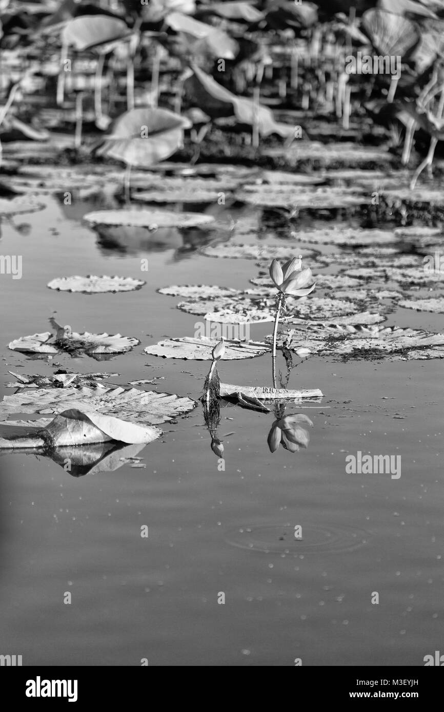in  australia the concept of tranquility in the pond with waterlily aquatic blossom flower Stock Photo