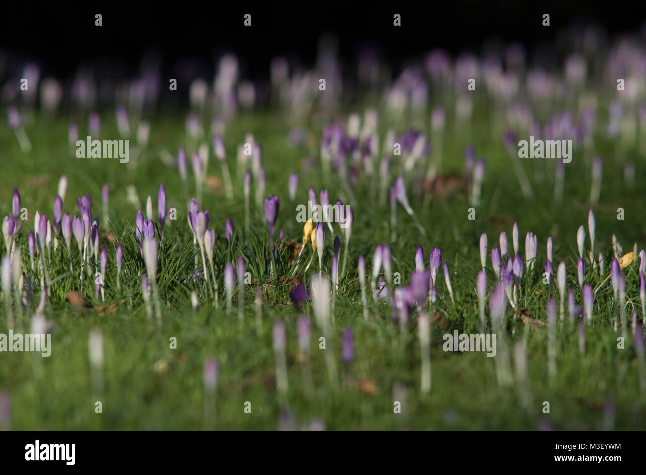 Close-up of beautiful Crocuses sprouting, the first sign of spring season at Nymans Gardens in West Sussex UK Stock Photo