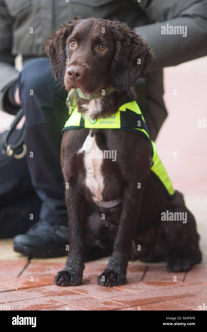 Snipe the dog in Warrington where it is training to detect underground water leaks by smelling chlorine traces. Stock Photo