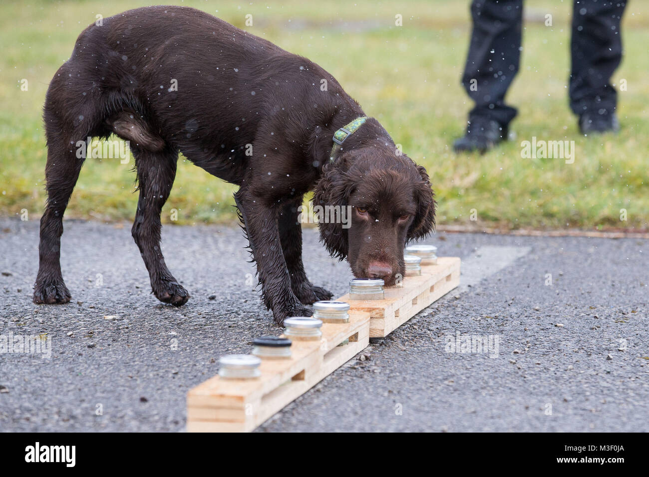 Snipe the dog, sniffs different jars filled with water, in Warrington where it is training to detect underground water leaks by smelling chlorine traces. Stock Photo