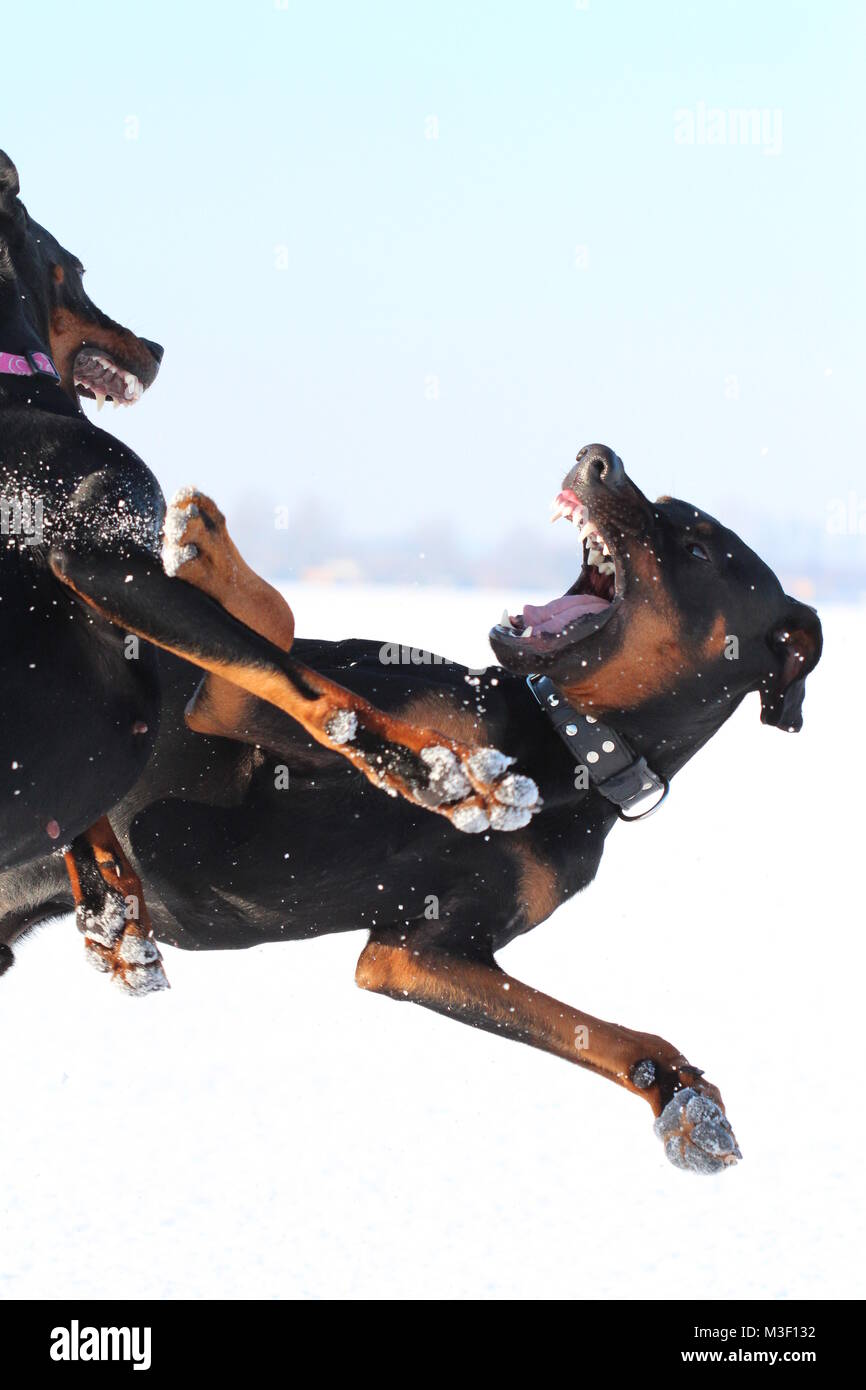 Two dogs doberman playing / fighting Stock Photo Alamy
