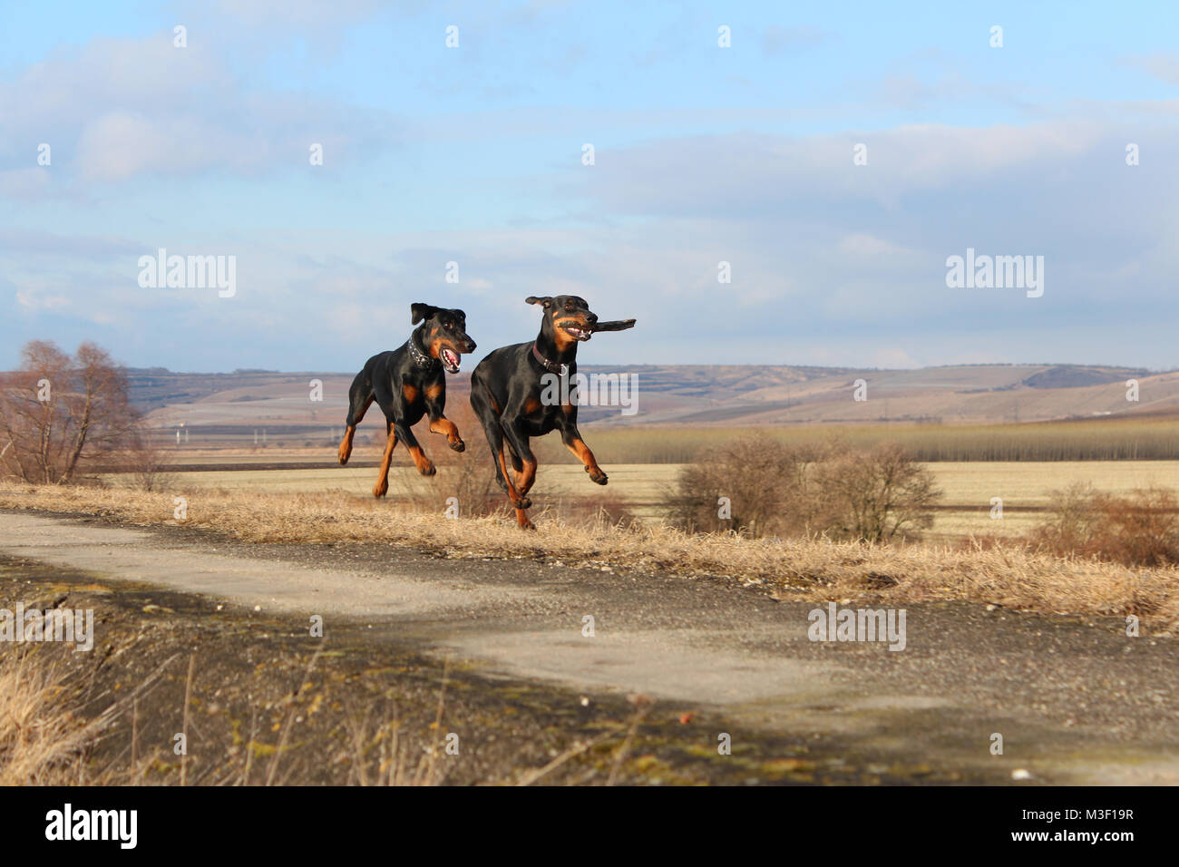 Two dog dobermans running Stock Photo