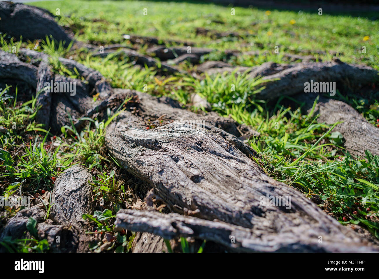 Beautiful close up shot of tree root and grass field at Los Angeles Stock Photo