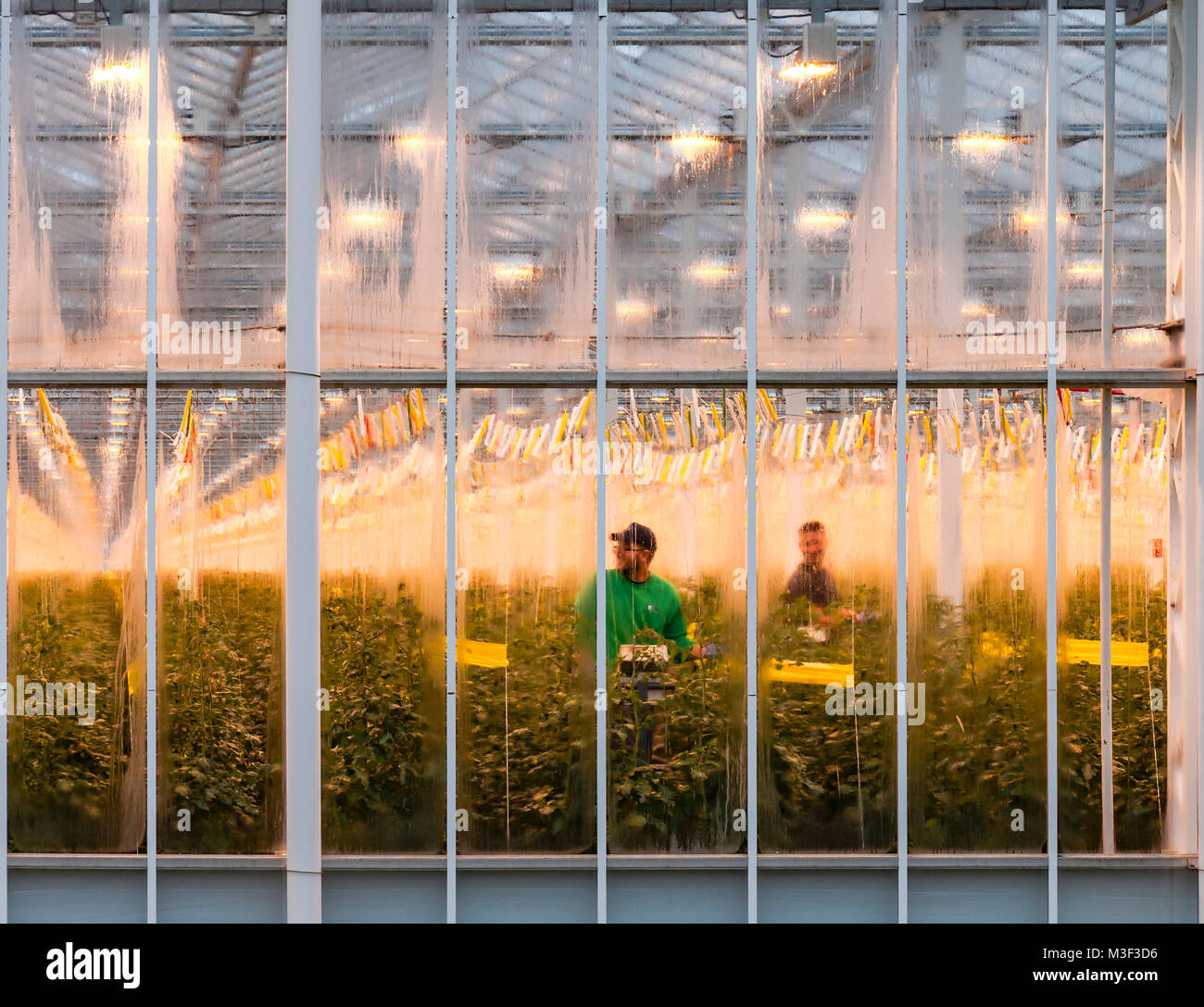 Workers in the Thanet Earth greenhouses in winter, Kent, UK. Stock Photo